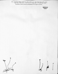 Rickenella fibula image